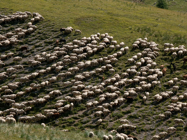 Comment se forment des files de moutons?
